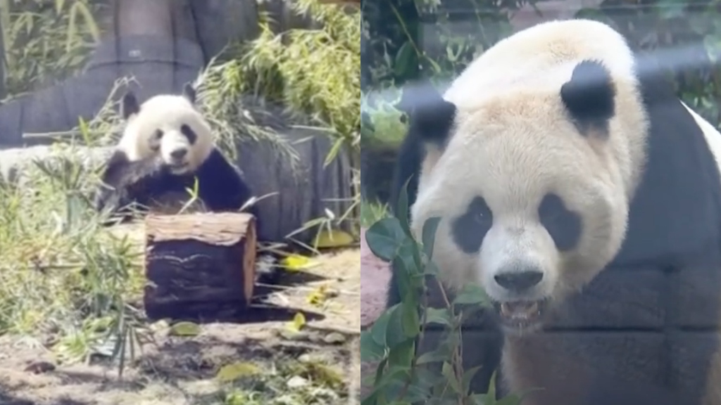 Giant pandas from China debut in San Diego