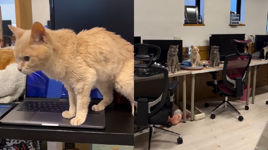 This purrfect Japanese company has 10 feline ’employees’