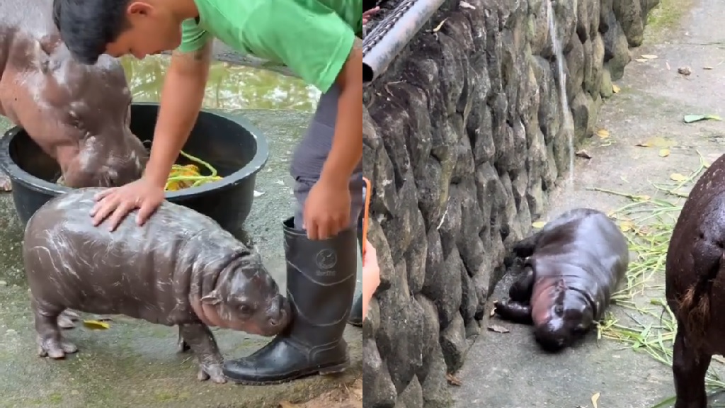 Visitors to Thailand’s superstar baby hippo Moo Deng warned to behave