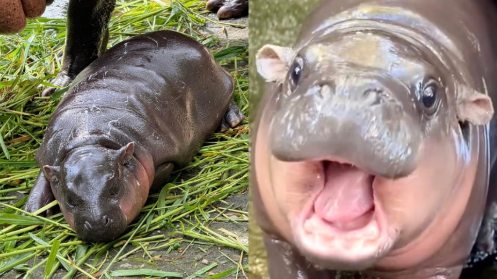 Superstar baby hippo Moo Deng gets her own 24/7 livestream