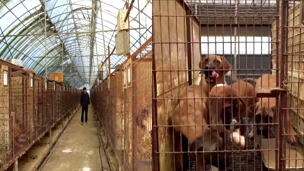 South Korea offers incentives to dog meat farmers ahead of ban