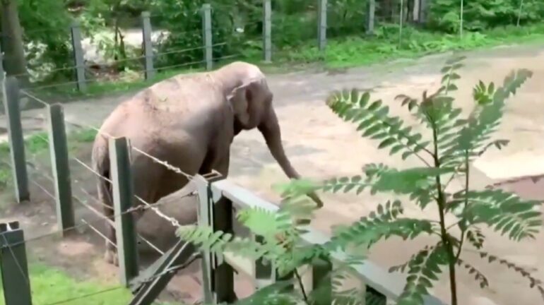 Absence of Bronx Zoo’s Asian elephant fuels debate over captivity