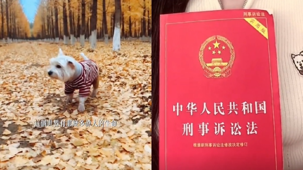 Chinese woman devotes 700 days studying law to put man who killed her dog to jail