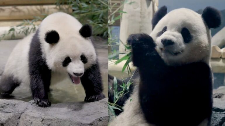 Watch: Giant pandas from China arrive at National Zoo in DC