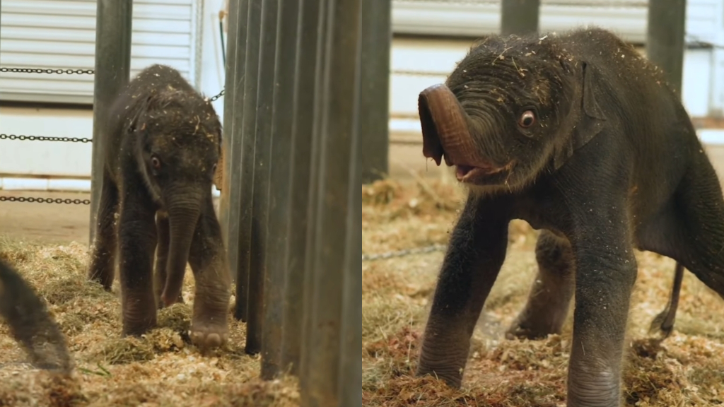 Meet Kirby, Houston Zoo’s new baby Asian elephant