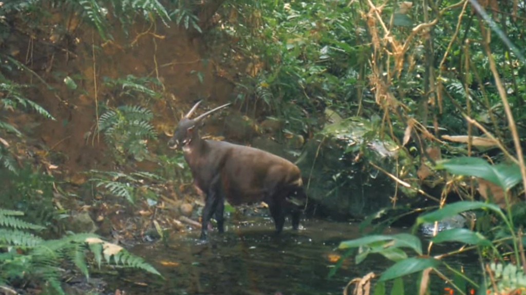 Scientists map genome of ‘Asian unicorn’ last seen in 2013