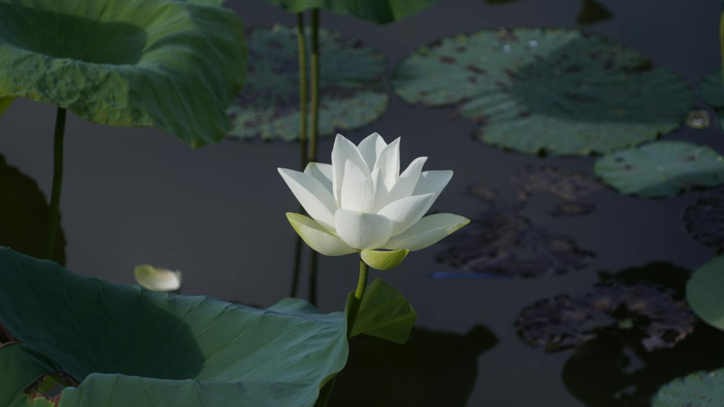 Buddhist nun sues Westminster temple leader for sexual assault