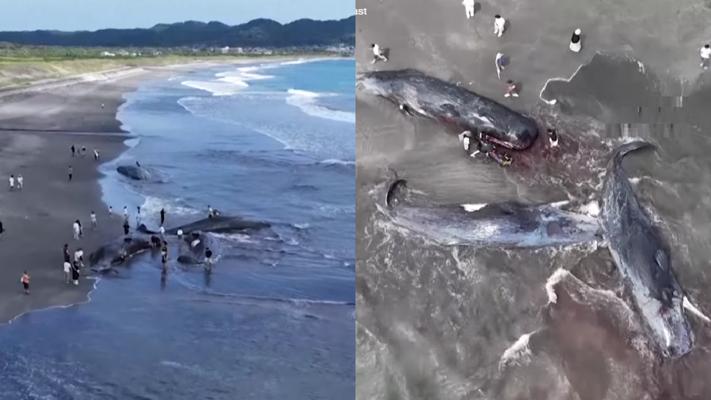 Sixth-largest earthquake in world history caused whales to beach on Japanese coast