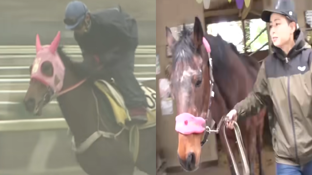 Racehorse who never won a race but won Japan’s heart dies at 29