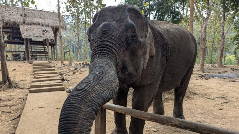 Indonesia bans elephant riding in landmark moment for animal welfare
