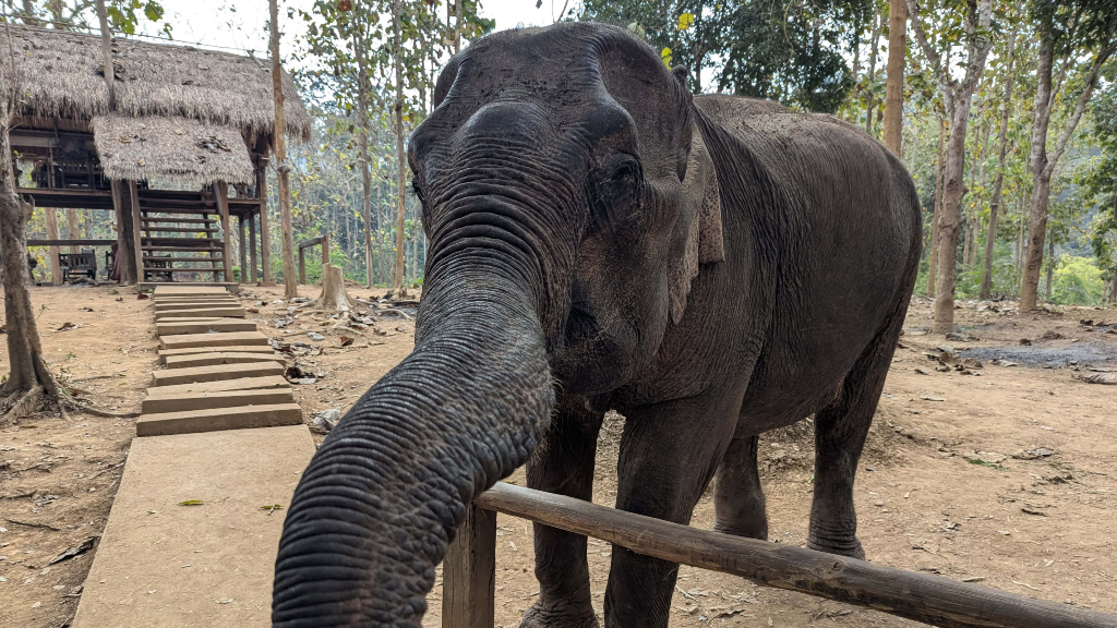 Indonesia bans elephant riding in landmark moment for animal welfare