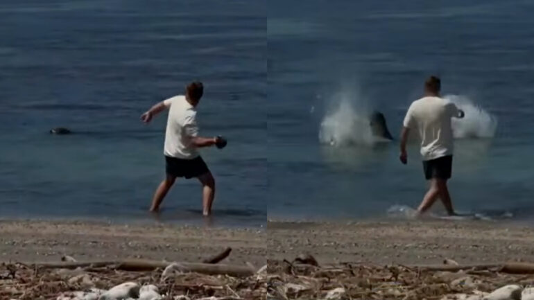 Man who threw rock at endangered seal in Maui says he was ‘protecting turtles’